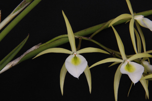 B. flagellaris Diamond Orchid HCC